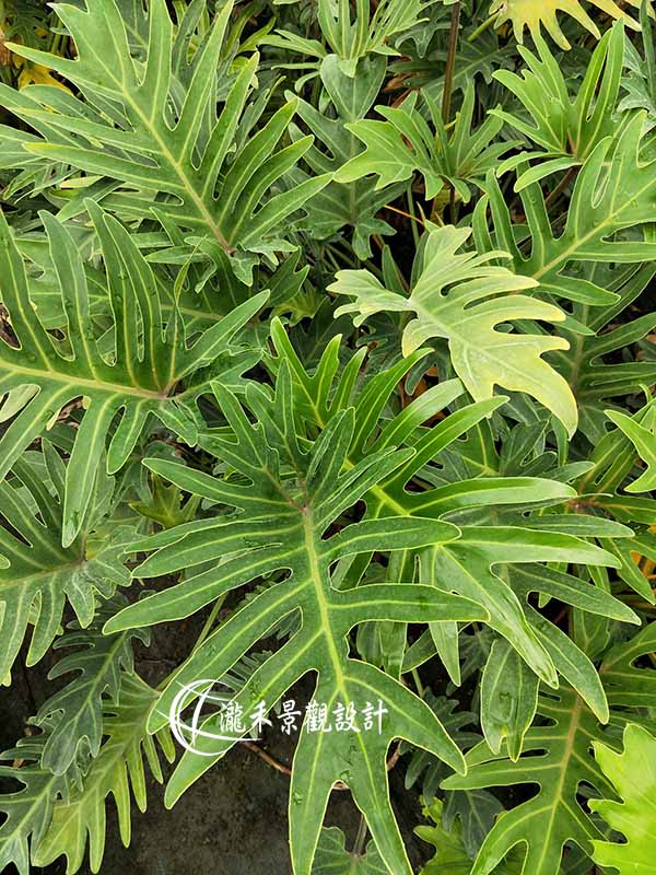 景觀植物