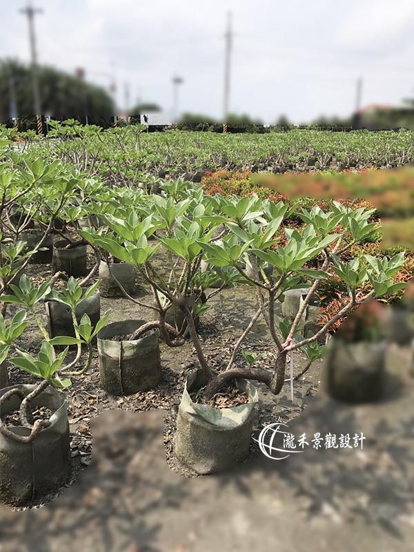 景觀植物
