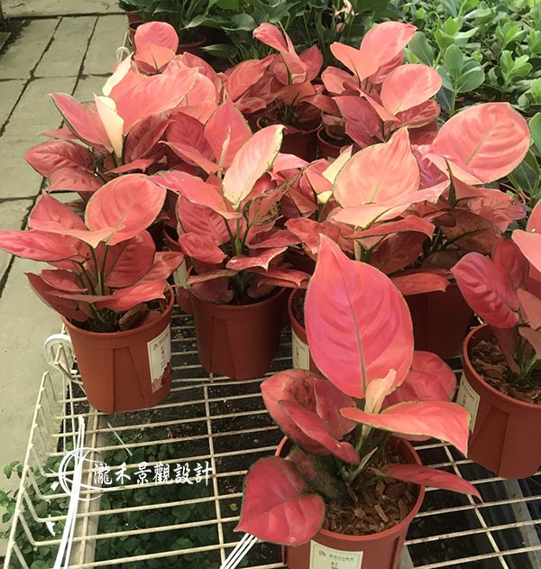 景觀植物
