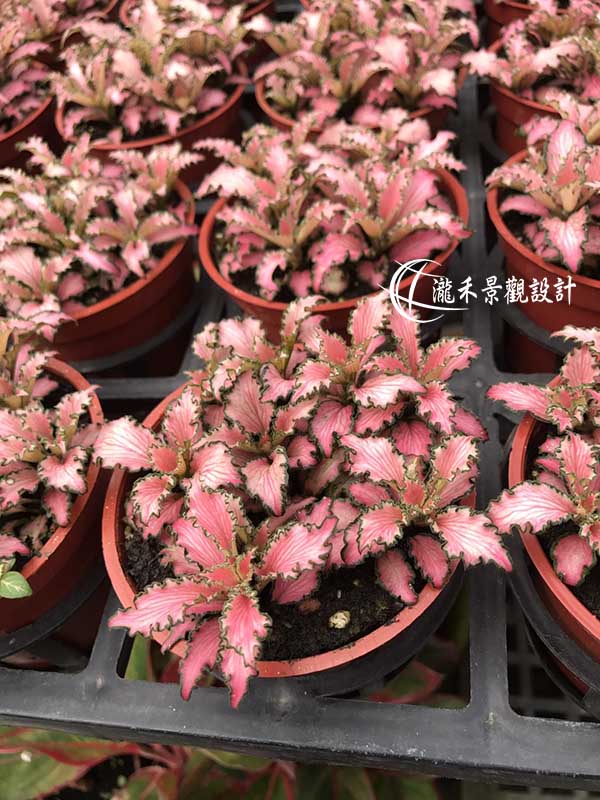 景觀植物