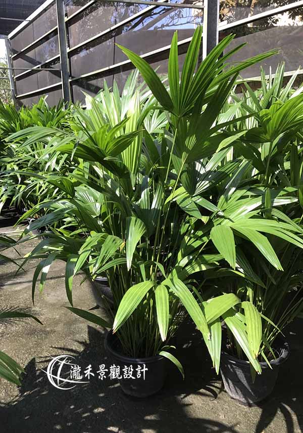 景觀植物