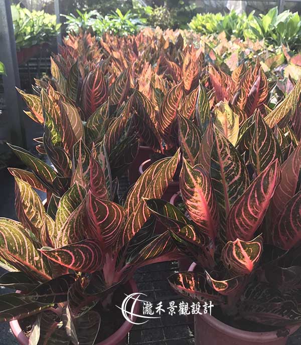 景觀植物
