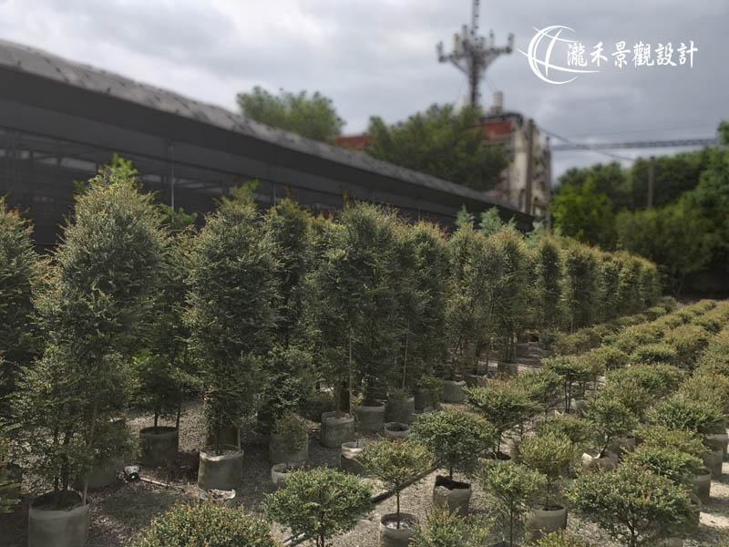 景觀植物
