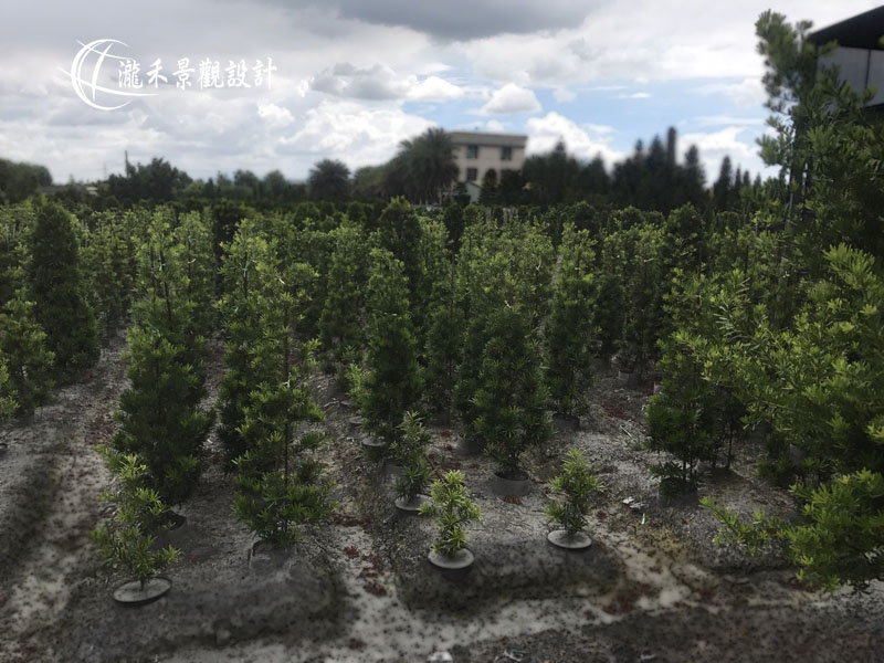 景觀植物