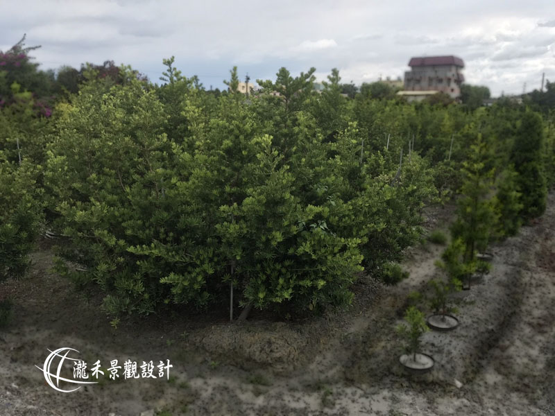 景觀植物