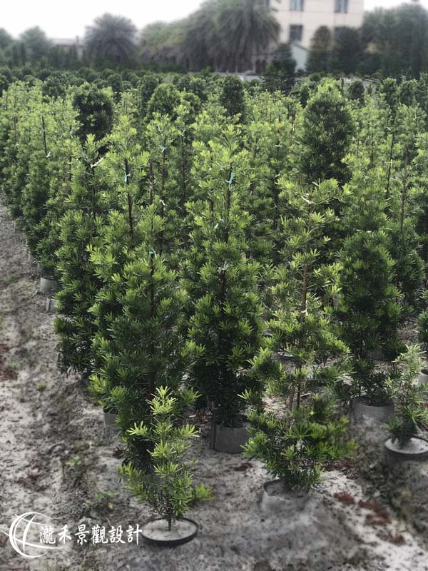 景觀植物