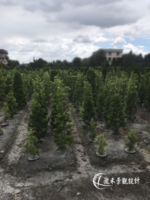 景觀植物