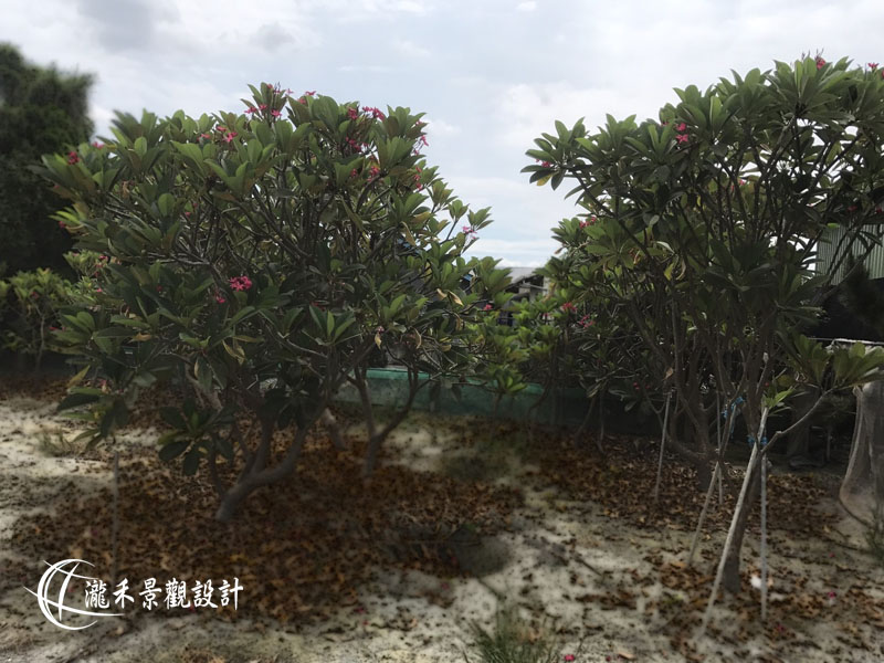 景觀植物