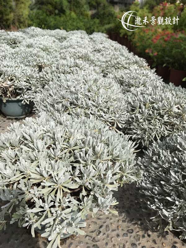 景觀植物