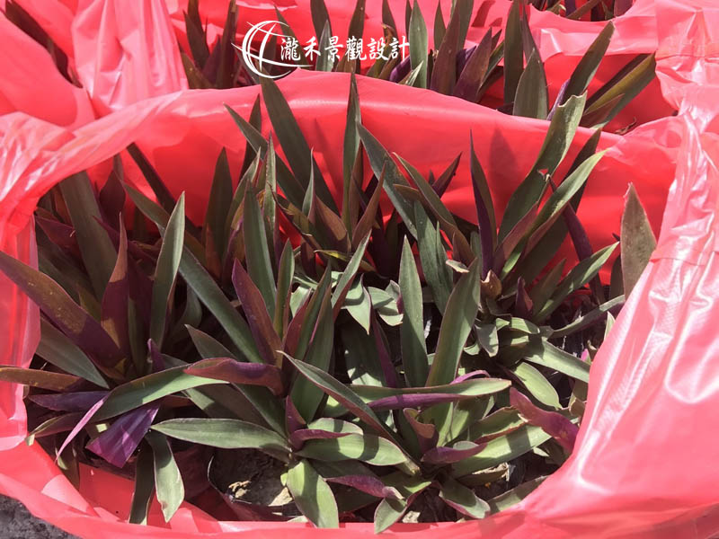 景觀植物