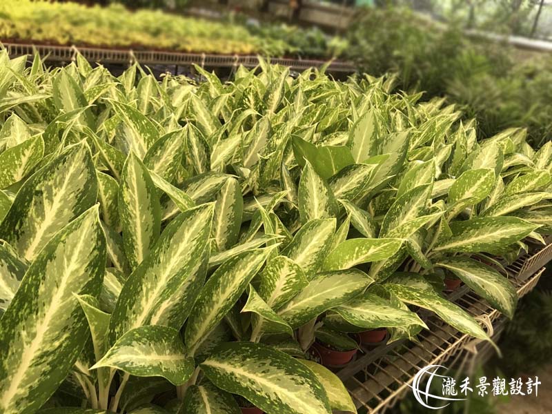 景觀植物