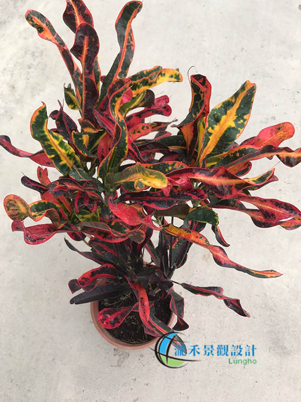 景觀植物