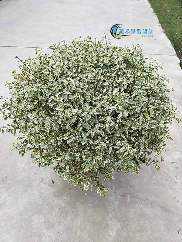 景觀植物