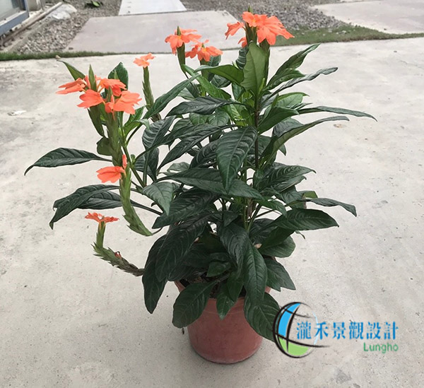 景觀植物