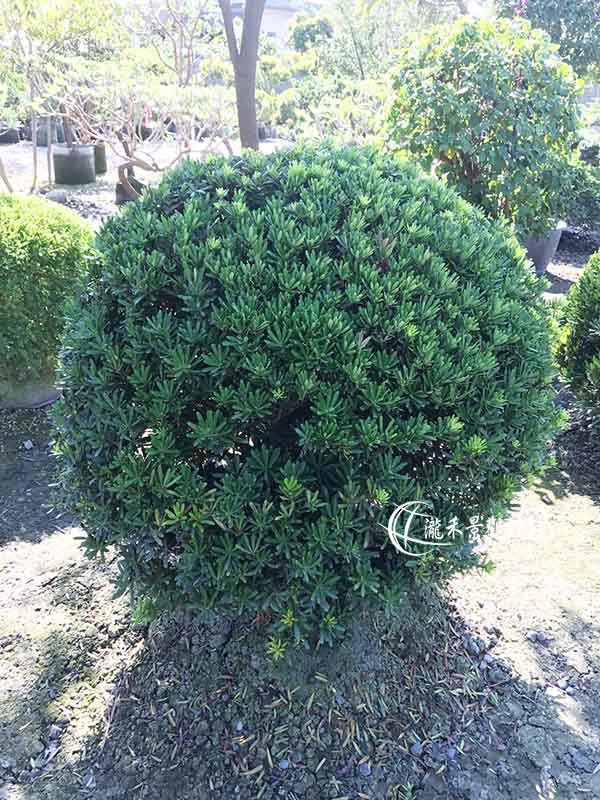 景觀植物