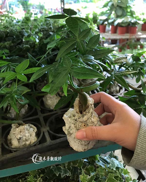 景觀植物
