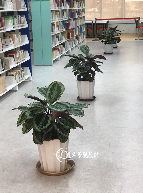 景觀植物