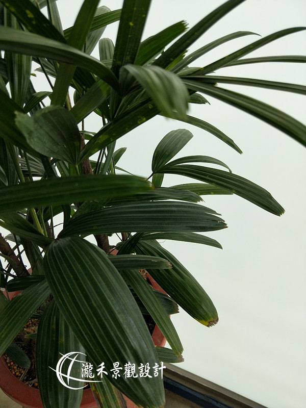 景觀植物