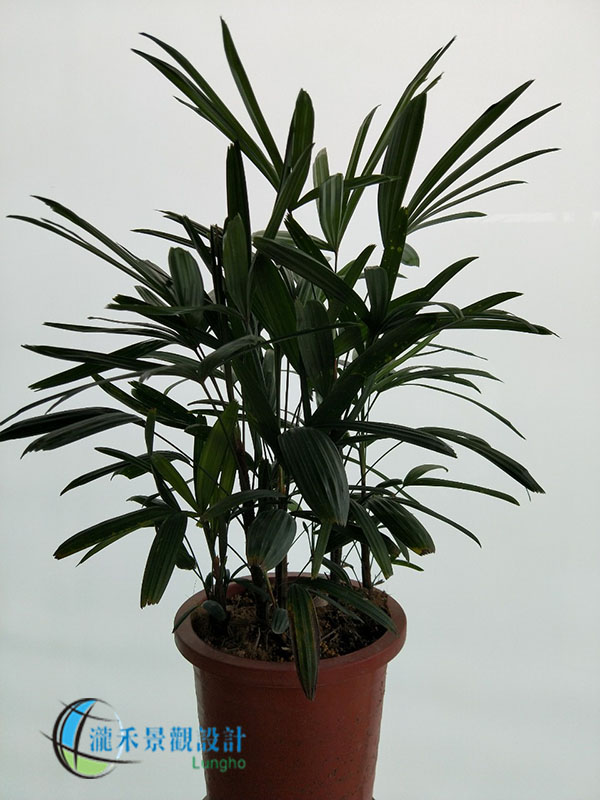 景觀植物