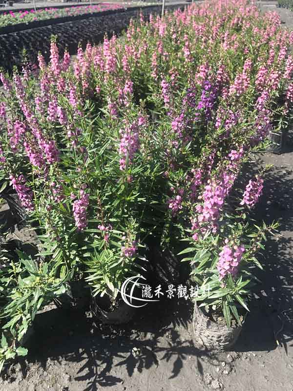 景觀植物