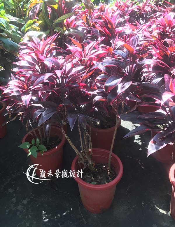 景觀植物