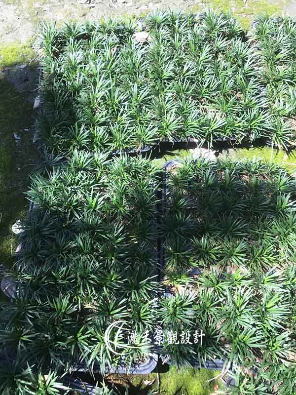 景觀植物