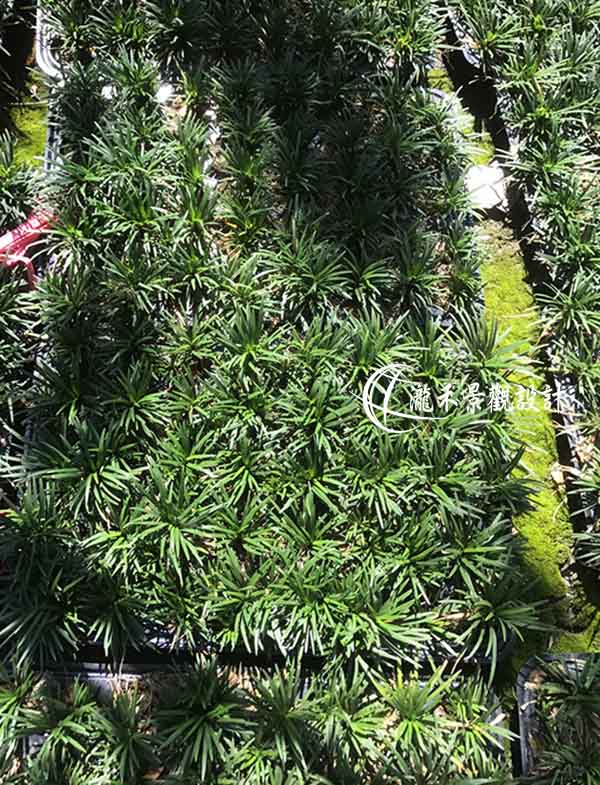 景觀植物