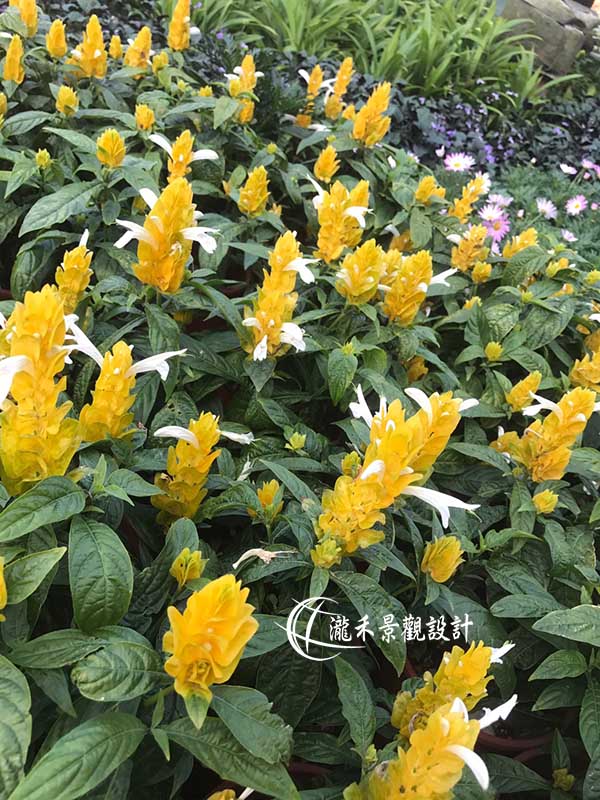 景觀植物