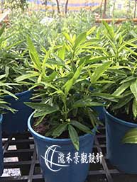 景觀植物