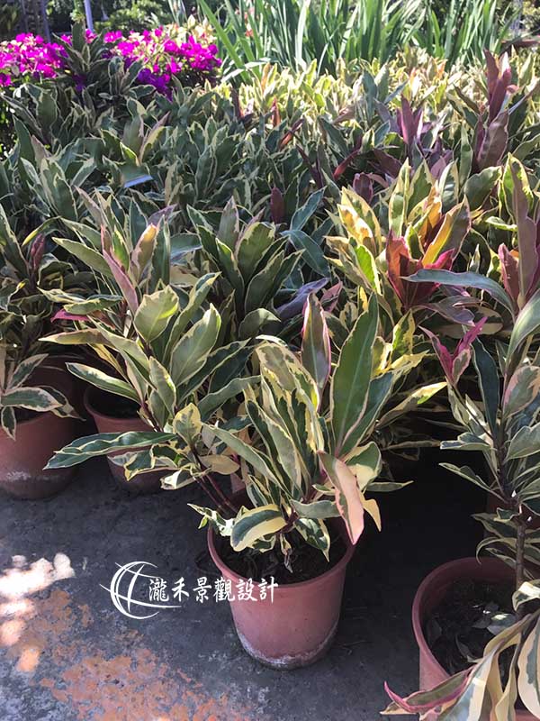 景觀植物