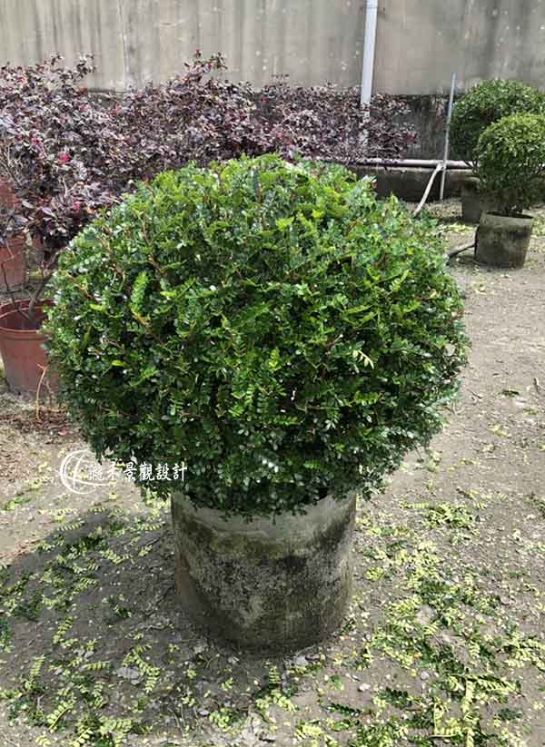 景觀植物