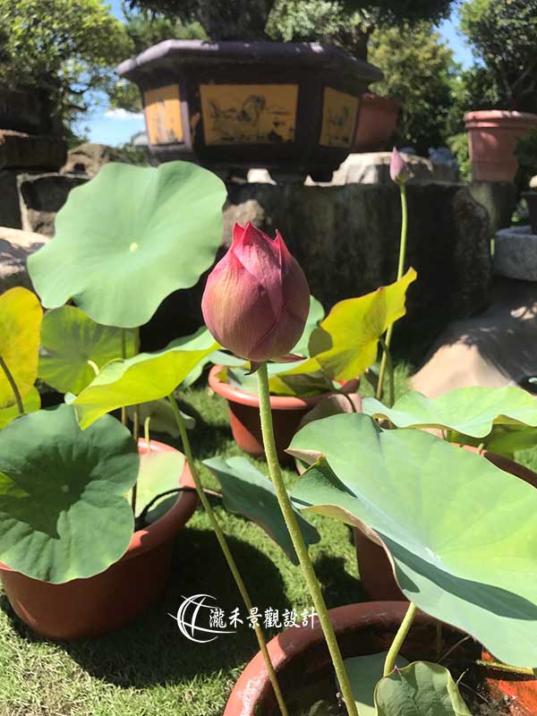 景觀植物