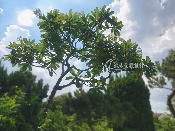 景觀植物
