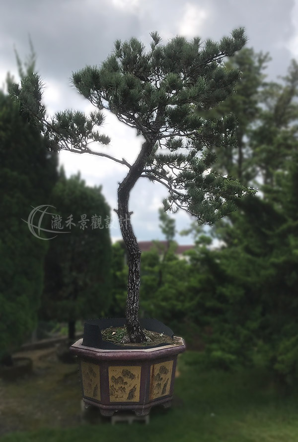 景觀植物