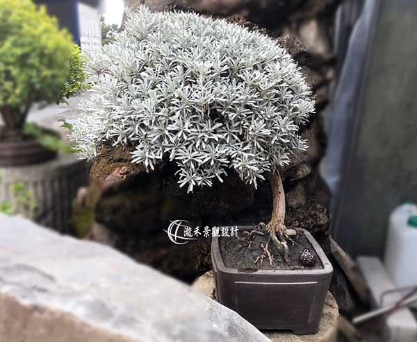 景觀植物