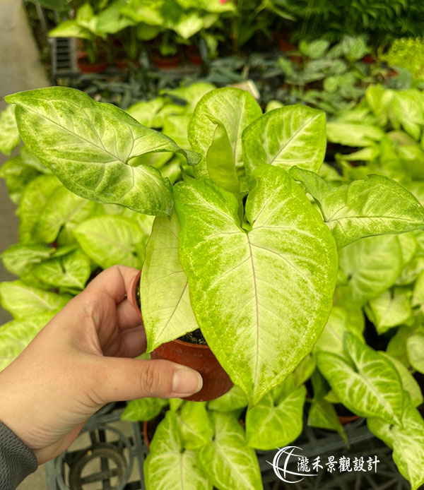 景觀植物