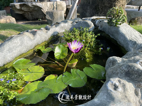景觀植物