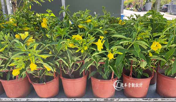 景觀植物