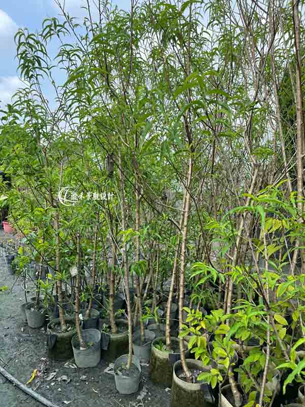 景觀植物
