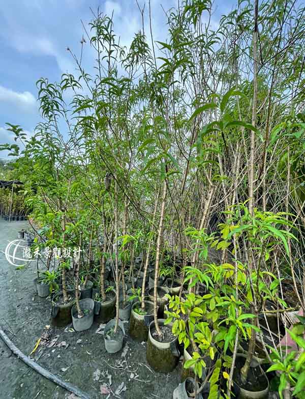 景觀植物