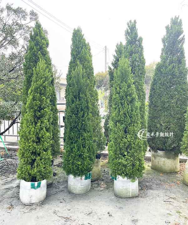 景觀植物