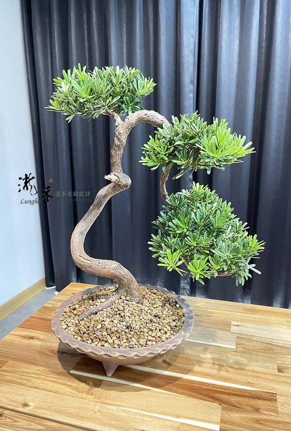 景觀植物
