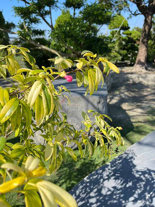 景觀植物
