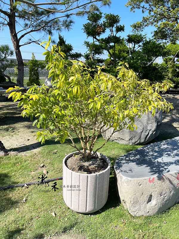 景觀植物