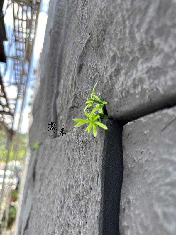景觀植物