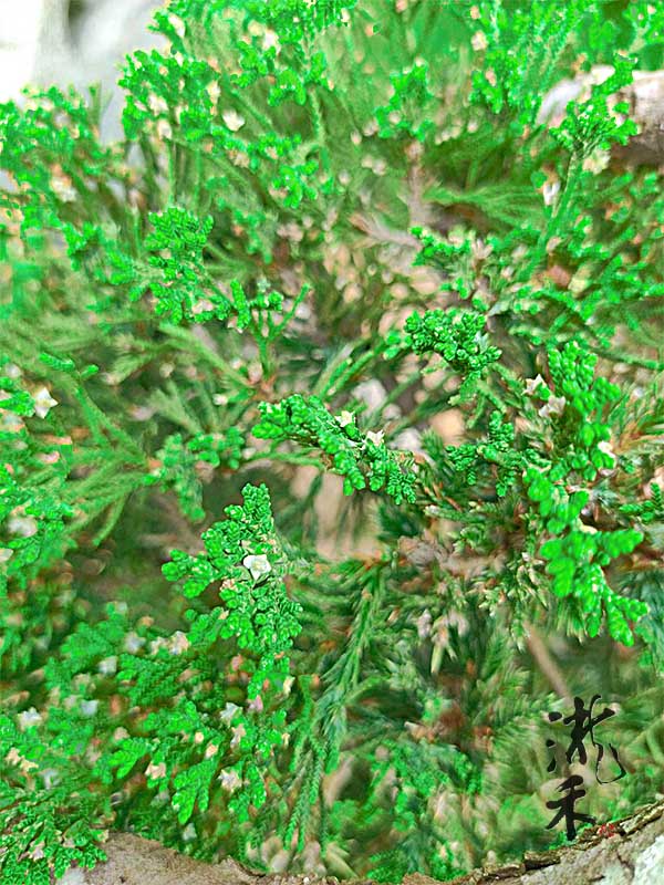 景觀植物
