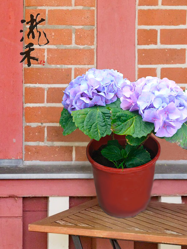 景觀植物