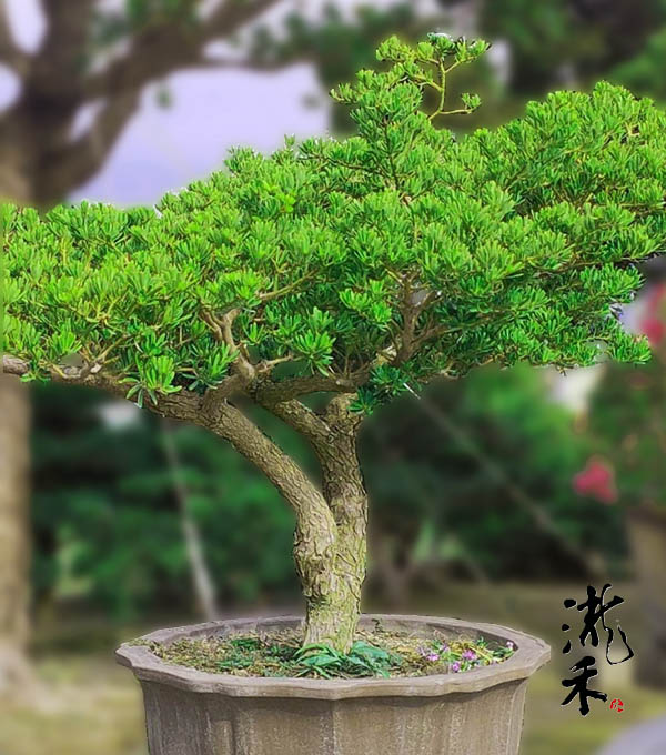 景觀植物