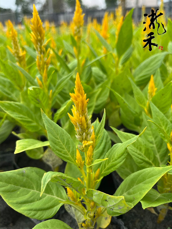 景觀植物