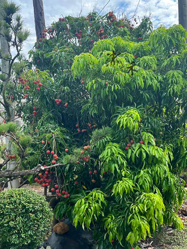 景觀植物